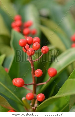 Skimmia Passion - Latin Name - Skimmia Japonica Passion