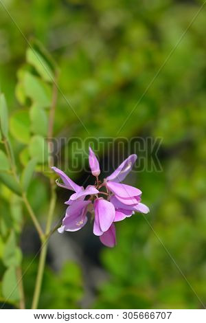 Kirilows Indigo - Latin Name - Indigofera Kirilowii