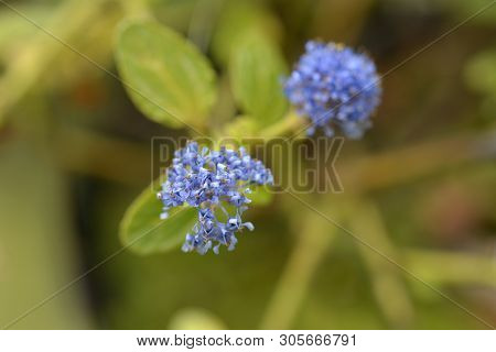 Creeping Blue Blossom - Latin Name - Ceanothus Thyrsiflorus Var. Repens