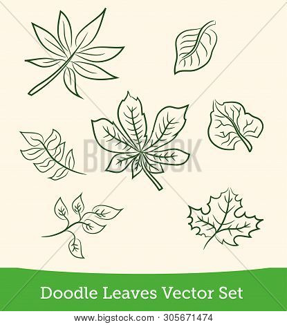 Doodle Leaves Of Trees Set Isolated On White Background. Vector