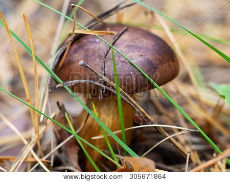 One Polish Mushroom (polonica Boletus) In Pine Forest, Macro