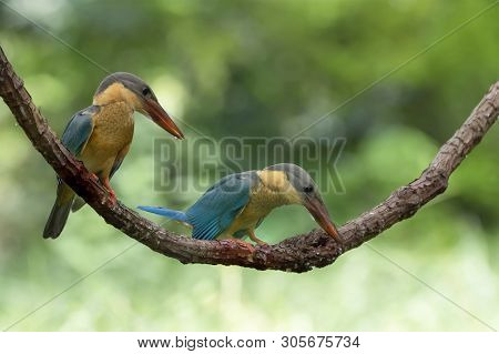 (stork-billed Kingfisher) Beautiful Bird Perching On The Branch. (stork-billed Kingfisher) Beautiful
