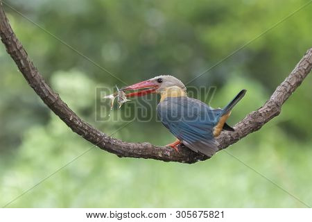 (stork-billed Kingfisher) Beautiful Bird Perching On The Branch. (stork-billed Kingfisher) Beautiful
