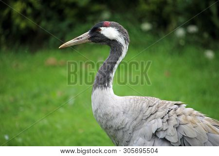 Common Crane, Also Known As The Eurasian Crane, Grus Grus, Standing And Facing To The Left With A Ba