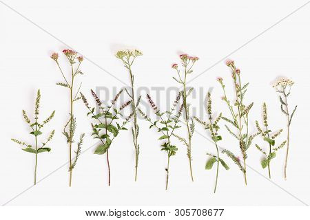 Blooming Achillea Millefolium Common Names: Yarrow Or Common Yarrow Isolated On White Background