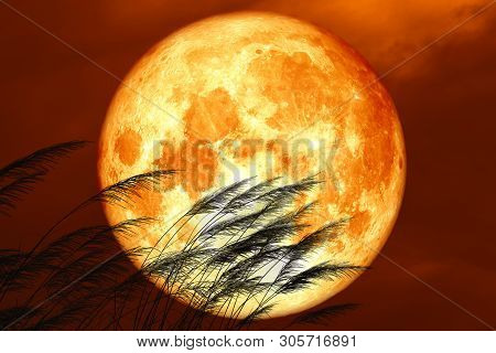 Blood Strawberry Moon On Night Red Sky Back Silhouette Grass Flowers