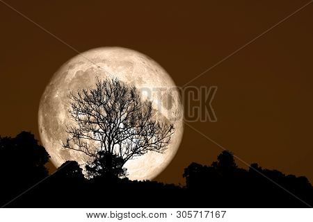 Super Corn Planting Moon Back Silhouette Dry Branch Tree