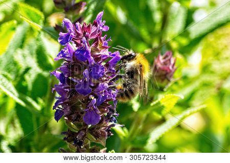 Close Up Of A Wild Bee On The Blossom Of A Salvia Nemorosa