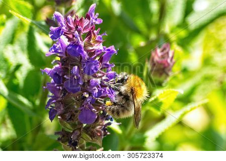 Close Up Of A Wild Bee On The Blossom Of A Salvia Nemorosa
