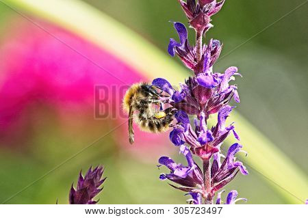 Close Up Of A Wild Bee On The Blossom Of A Salvia Nemorosa