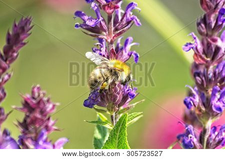 Close Up Of A Wild Bee On The Blossom Of A Salvia Nemorosa