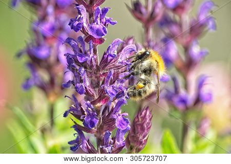 Close Up Of A Wild Bee On The Blossom Of A Salvia Nemorosa