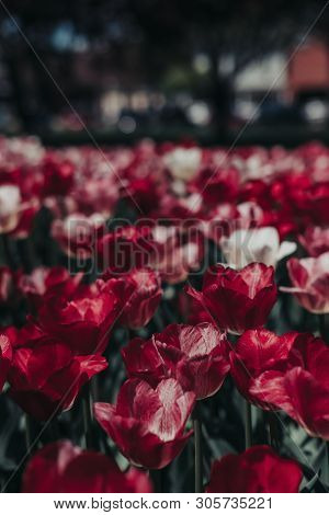 Close Up Of Beautiful Red, Pink, White, Tulip Flowers In Tulip Field With A Blurred Background. Buds