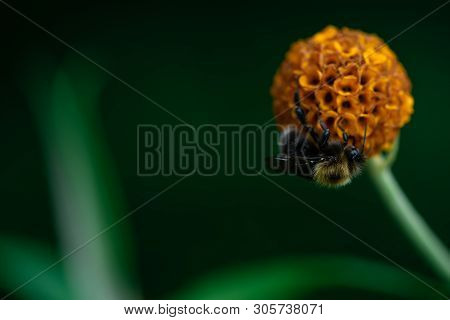 Bumblebee Is Eating Nectar On A Flower, Macro Photo, Close Up, Insect, Bombus, Arthropoda, Hymenopte