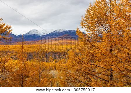 View Of The Mountain, Forest In Autumn Colors. Bystrinsky District, Peninsula Kamchatka, Russia.