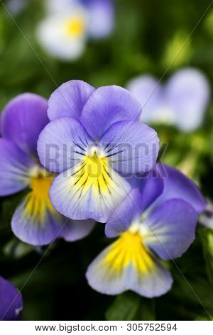 Viola Tricolor Flower Johnny Run Up Violaceae Family Macro Background High Quality Prints