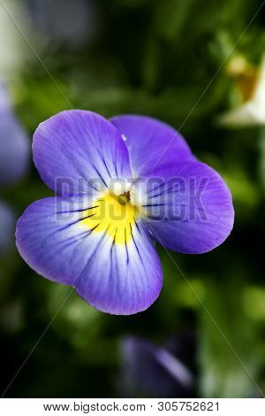 Viola Tricolor Flower Johnny Run Up Violaceae Family Macro Background High Quality Prints
