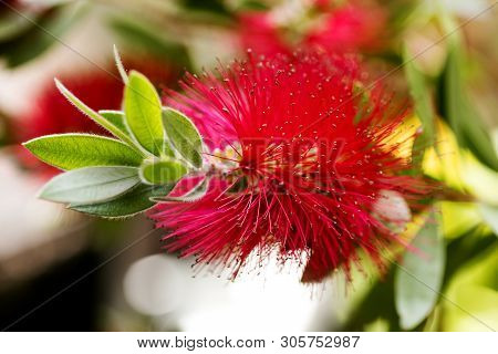 Calistemon Flower Macro Flower Background High Quality Prints
