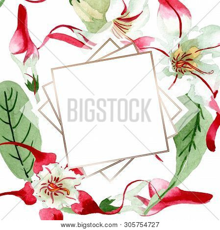 Red White Strophantus Botanical Flowers. Wild Spring Leaf Wildflower. Watercolour Drawing Fashion Aq