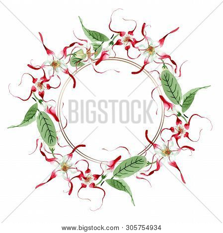 Red White Strophantus Botanical Flowers. Wild Spring Leaf Wildflower. Watercolour Drawing Fashion Aq