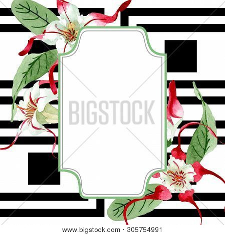 Red White Strophantus Botanical Flowers. Wild Spring Leaf Wildflower. Watercolour Drawing Fashion Aq