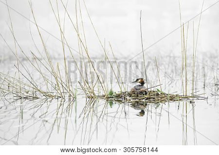 Great Crested Grebe Sitting On Eggs In Nest. Podiceps Cristatus. Wildlife Photography With Blurred B