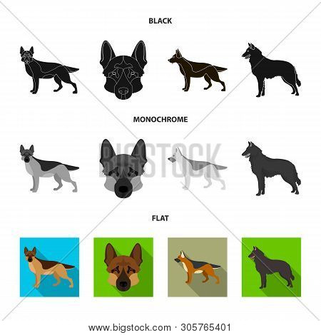 Vector Design Of Sheepdog And Sheltie Symbol. Collection Of Sheepdog And Shepherd Stock Symbol For W