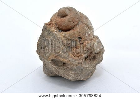 Fossilized Ancient Mollusk Isolated On White Background