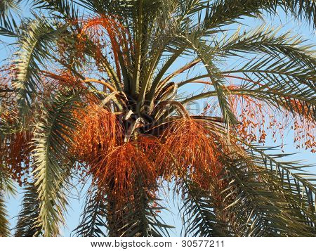 Palmfruits in der Sonne leuchtenden