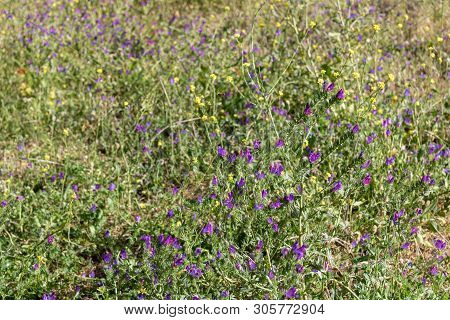Wallflower Growing At Del Teide National Park