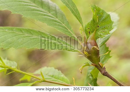 Chestnut Gall Wasp, Caused Dryocosmus Kuriphilus An Insect Originating From Asia