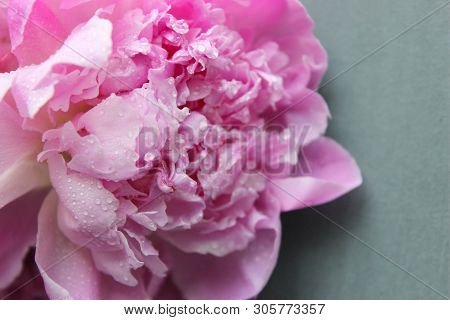 Pink Peonies.big Charming Fresh Flower Pion On A Dark Gray Stone Table.copy Space.