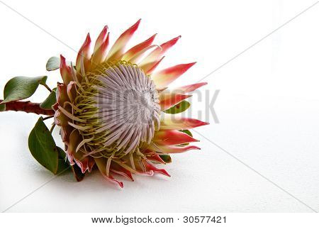 Protea blomst isoleret på hvid baggrund med plads til tekst