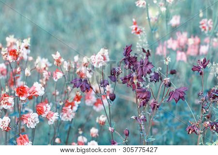 Beautiful Meadow Field With Wild Flowers. Spring Or Summer Wildflowers Closeup. Health Care Concept.