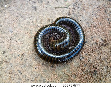 A Giant Millipede Lying On The Ground Coiled Into A Helix.