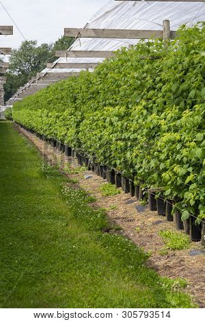Plantatnion Of Green Raspeberry Plants In Half Opened Greenhouse