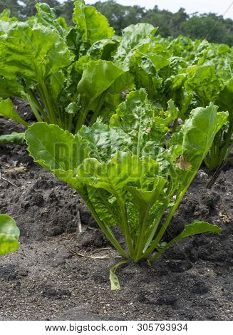 Young White Radish Plants Growing On Farming Fields