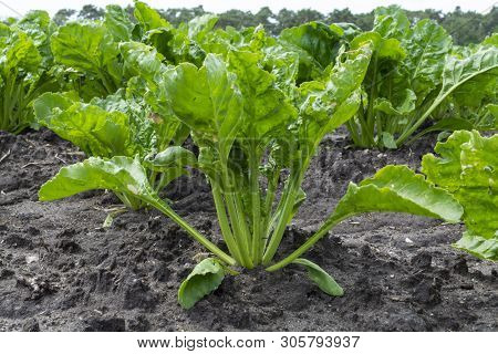 Young White Radish Plants Growing On Farming Fields