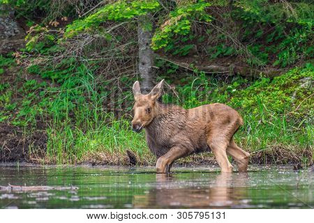 A Cute Furry Brown Young Moose Calf, Standing In A Lake Near Shore In The Early Morning In Early Sum