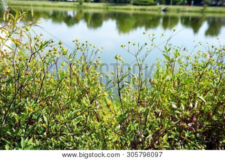 Devils Beggarticks (bidens Frondosa) Bloom Beside A Small Lake In Joliet, Illinois During September.