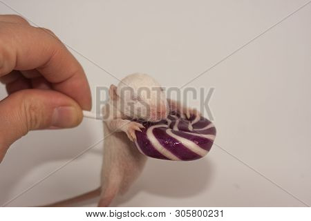 The Concept Of Diathesis.mouse With Candy. Newborn Rat With Caramel.