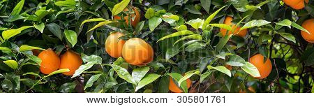 Tasted Bloomy Orange Garden In Valencia. Spain