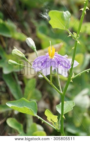 Close Up Solanum Trilobatum Flower In Nature Garden
