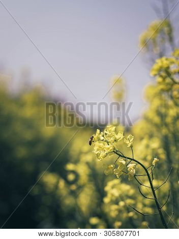 A Bee Flying Over A Yellow Flower, Close-up On The Bee.  Focus On The Bee.