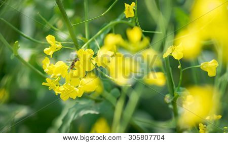 A Bee Flying Over A Yellow Flower, Close-up On The Bee.  Focus On The Bee.