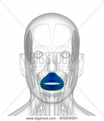 3d Rendering Medical Illustration Of Orbicularis Oris