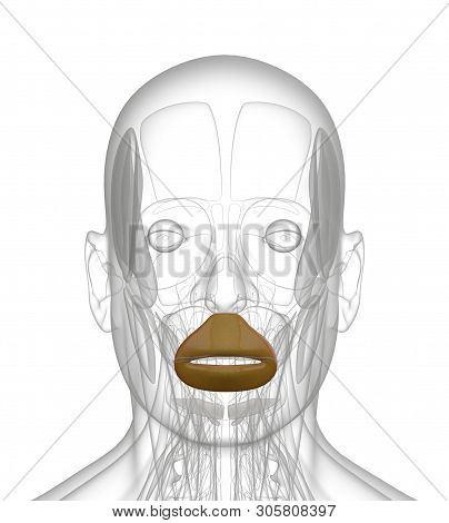 3d Rendering Medical Illustration Of Orbicularis Oris