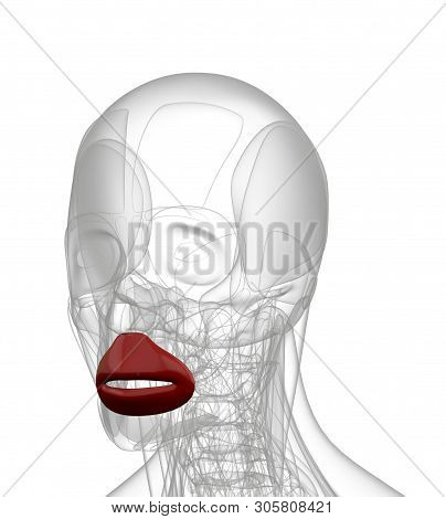 3d Rendering Medical Illustration Of Orbicularis Oris