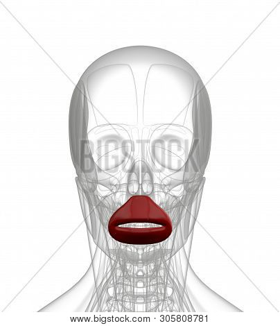 3d Rendering Medical Illustration Of Orbicularis Oris
