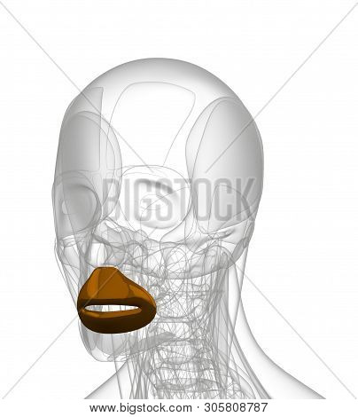 3d Rendering Medical Illustration Of Orbicularis Oris